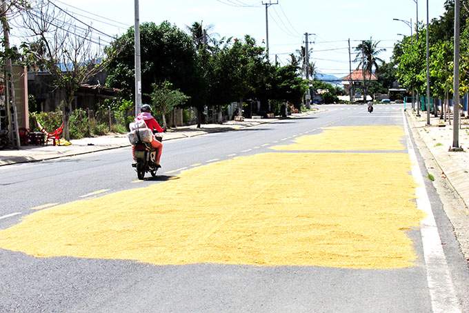 Phơi thóc, lúa trên đường bộ có thể bị phạt đến 400.000 đồng