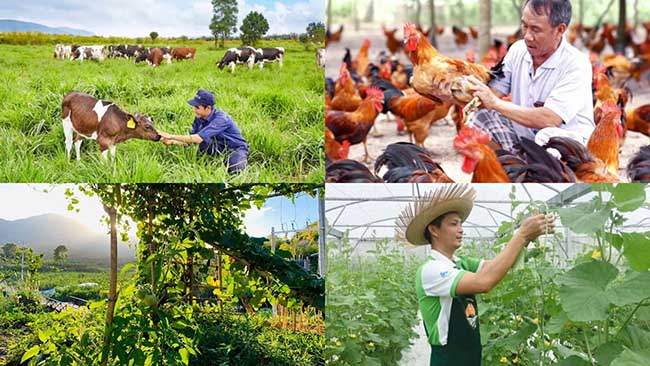TOP 6 ý tưởng hay và mô hình kinh doanh hiệu quả ở nông thôn  SoBanHang