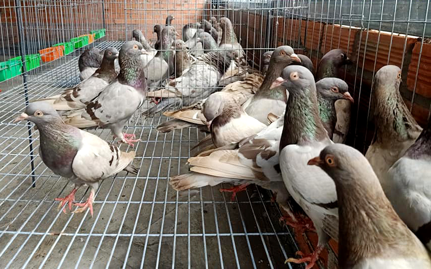 Chi phí trong quá trình nuôi chim bồ câu làm giàu