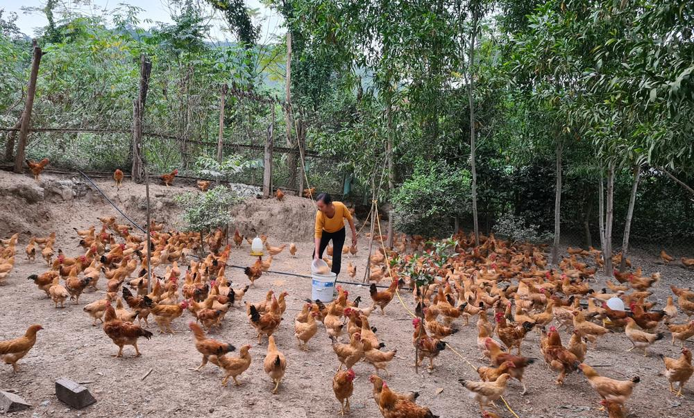 Hiệu quả kinh tế khi nuôi gà thả vườn
