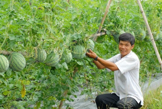 Có thể cho vay tín chấp phục vụ nông nghiệp, nông thông đến 3 tỷ đồng