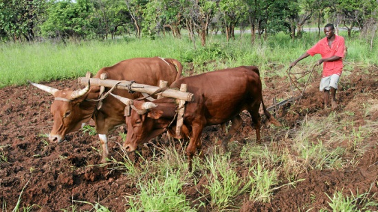 Nông dân Zimbabwe có thể vay được tiền bằng cách thế chấp gia súc
